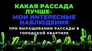 Какая рассада лучше , мои  наблюдения