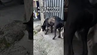 Anjing Buru Rp.65 Juta Team Galigo