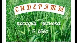 Мои растишки №44 / сидераты и чеснок/ овёс на даче