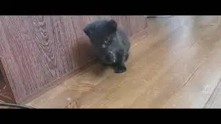 Милые малыши))) Кошкины дети)))