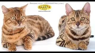 Choosing between a male or female Bengal cat (link to music-free video in the description)