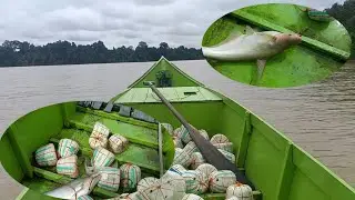 sampai nyelam nyelam pantau dibawa patin,mantau patin liar