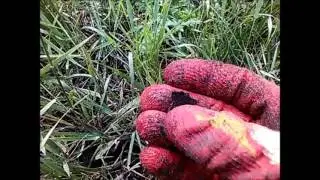Коп в Высокой Гриве