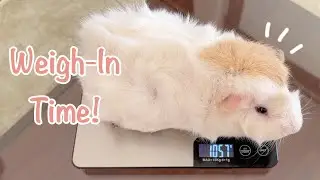 Weigh the Guinea Pigs With Me! - Guinea Pig Care