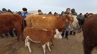 Шовот пир мол бозори Она бола сигирлар нархи 25 январь 2023