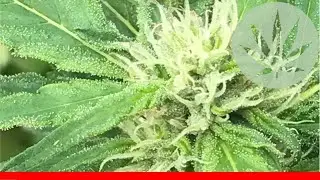 Super Skunk - All About This Strain