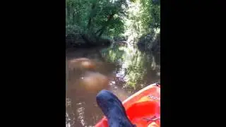 Kayak Success