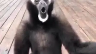 Nmxx