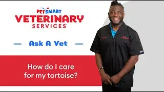 How To Care For A Tortoise | PetSmart Veterinary Services