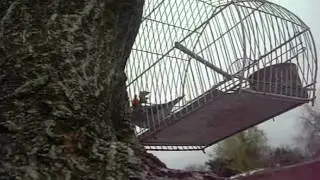 CARDENAL ROJO.AVI