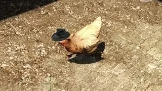 How To Control Chickens In CSGO