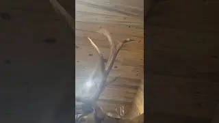 Western Trophy Room: Giant Bladed Bull Elk #viral #elk #bull #antlers #publicland #hunting #deer