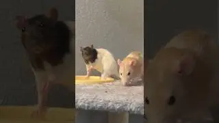 just two rats annoying each other