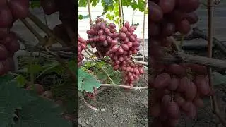 Ирис - ранний красавец!