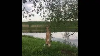 ЛПХ РоМашка в прямом эфире!