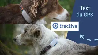 JE TESTE LES GPS TRACTIVE SUR MES CHIENS !