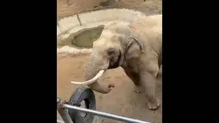 Gajah yang baik hati🐘 #shorts