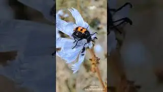 #абрау_дюрсо #природа #луг #микрофлора #насекомые#nature