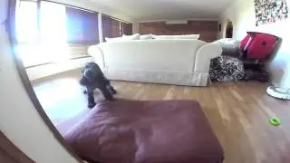 Dog doesn't like GoPro