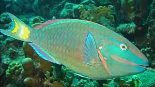 Facts: The Stoplight Parrotfish