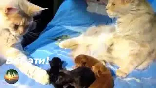 Кот сомневается его ли это дети