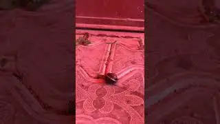 Улитка в поисках еды#animals #животные #улитка