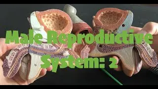 Male Reproductive System: 2