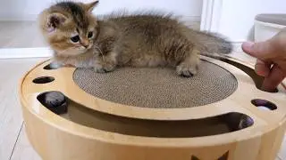 I played catch with kitten Charo and the time passed quickly!