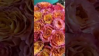 Розы разных сортов и расцветок всегда в Донна Роза.