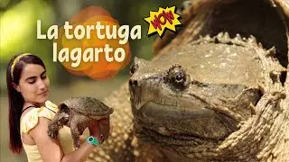 Tortuga lagarto y su hábitat (con la Bióloga Iris ♡) - Selva Lacandona