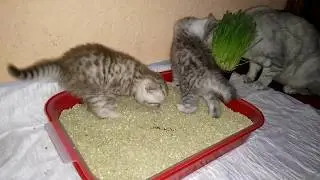 Котята и лоток Первый раз в жизни!