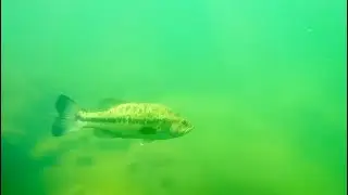I Swam Along A Ledge and Found a Beautiful Bass!