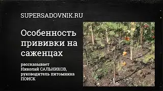 Высота прививки на саженцах: на что она влияет и как ее не спутать с корневой шейкой