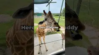 I went to a drive-thru zoo!