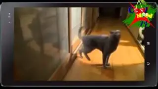 Funny Moments with Cats Part 2