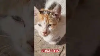 STRAY CATS