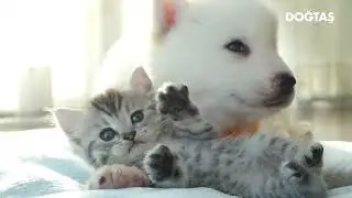 DOGTAS PATI SIGORTASI