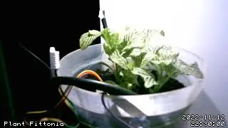 plant fittonia 2022 11 27