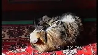 Барсик  30 12 1996г