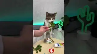 МЯТА ЛЮБИТ МЯТУ?! НОВАЯ ПРОВЕРКА СПУСТЯ ГОД!