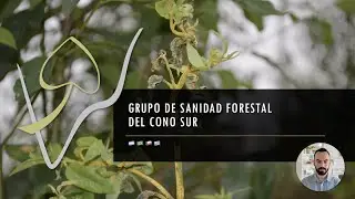 Introducción Grupo de Sanidad Forestal del Cono Sur