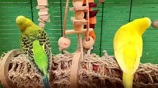 happy budgie sounds