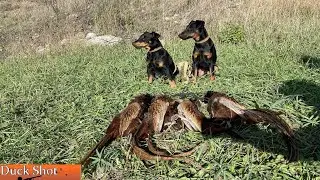 Охота на фазана с ягдтерьерами! Pheasant hunting with Jagdterrier.
