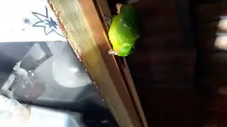 Banho da Tatá/Pipiu
