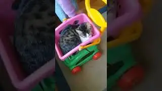 funny cute cat