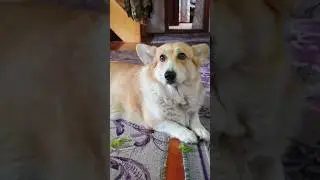 Наша булочка Тесса #корги #собака #другчеловека #коргипемброк