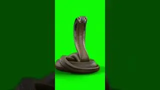 green screen snake 