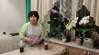 Размножение клематисов/ черенкование осенью/ черенки зимой.