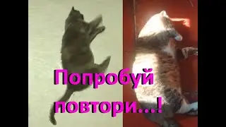 Кот Мурципан пытается повторить трюки за акробатом Мурзе, но не хочется сильно напрягаться.