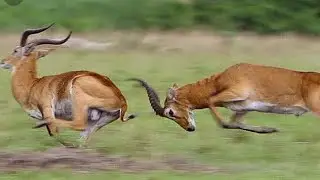 WILDLIFE // GAZALLES FIGHTING // VITA YA SWALA PORINI